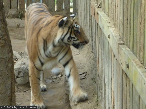 4331 ein wilder tiger in gefangeschaft